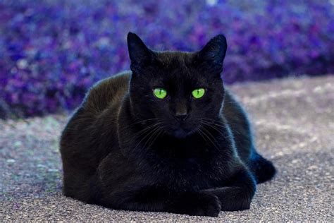 Robert Funk - Black Cat. Green Eyes | Widewalls