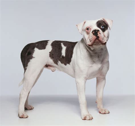 Adorable Bulldog Breeds Types - l2sanpiero