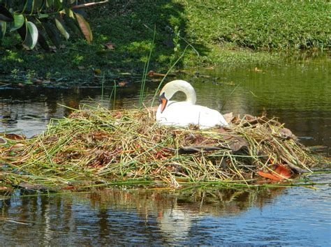 Lise's Log Cabin Life: Nesting Mute Swan