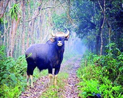 Eco zones for Sikkim wildlife sanctuaries soon