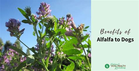 Alfalfa Benefits for Dogs | Uses and Dosage