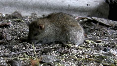 Rat Is Feeding In Its Natural Habitat, Filthy Farm Ground Stock Footage ...