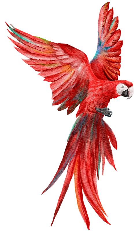 Download Scarlet Macaw, Parrot, Nature. Royalty-Free Stock Illustration ...