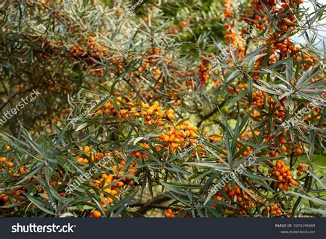 12,920 Sea Buckthorn Tree Images, Stock Photos & Vectors | Shutterstock