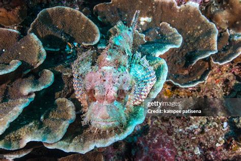 Reef Stonefish Camouflage In Reefsimilan High-Res Stock Photo - Getty Images