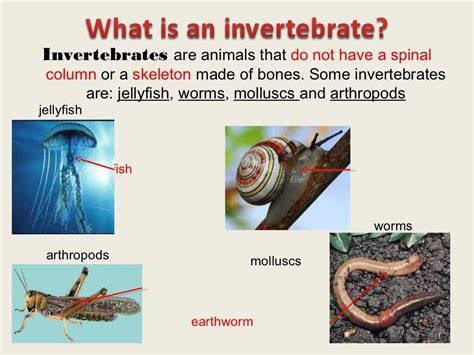 Grade 6 Science Vertebrates And Invertebrates