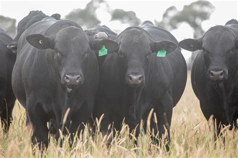 Angus & Brangus Bulls for Sale Queensland - JK Cattle Company, Condamine