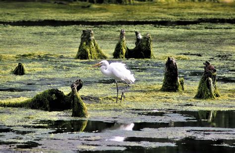 Wetlands: Learn How to Protect These Important Natural Habitats