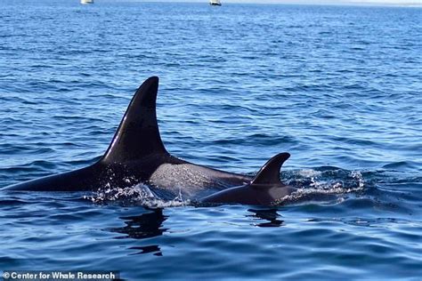 Gorgeous Baby Orca Is Spotted In Pod Of Endangered Killer Whales ...