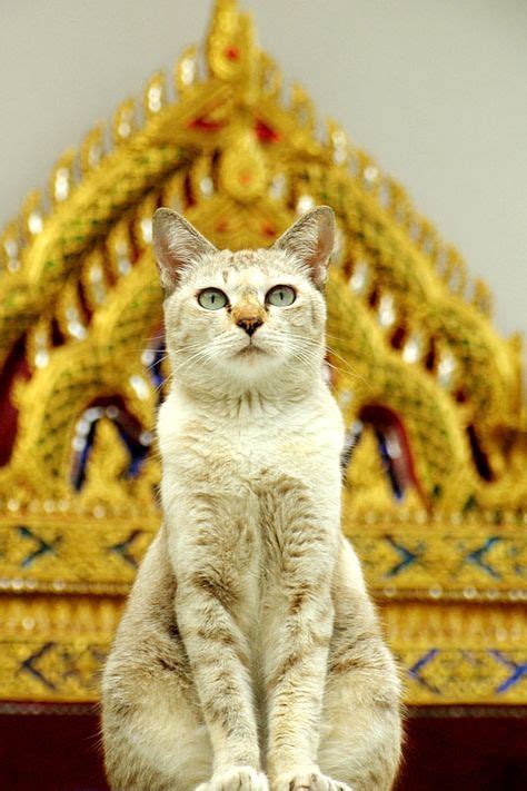 25 Thai Cat ideas | cats, cats and kittens, crazy cats