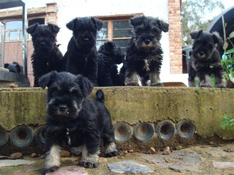 Miniature Schnauzer Puppies | Schnauzer puppy, Miniature schnauzer puppies, Mini schnauzer puppies