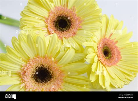 Yellow gerber daisies on a white background Stock Photo - Alamy