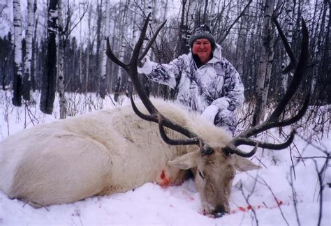 Albino Elk | Hunting