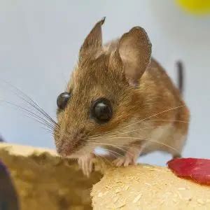 White-Footed Mouse - Facts, Diet, Habitat & Pictures on Animalia.bio