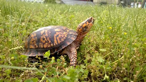 How to Take Care of Baby Box Turtles | Animals - mom.me