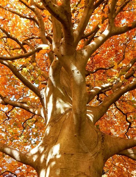 European Beech Tree - Forestry.com