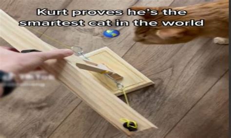 This May Be the Most Clever Cat You Have Ever Seen - GoodNews by GreaterGood