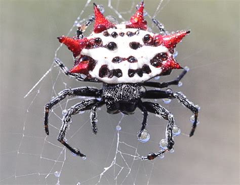 Amazing Spiders: Strange and Interesting Arachnid Facts - Owlcation