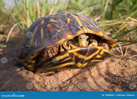 Ornate Box Turtle In Grass Royalty-Free Stock Photography | CartoonDealer.com #37949075