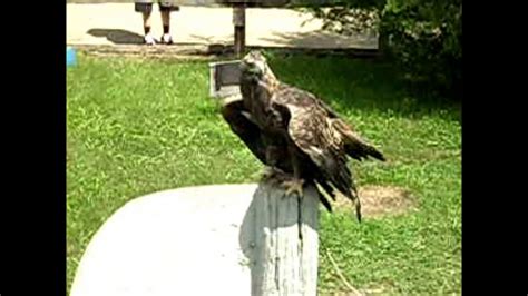 Falcon Images: Golden Eagle Wingspan Size