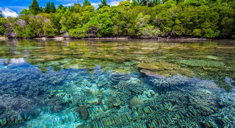 Climate change is a major and growing driver of biodiversity loss | Convention on Biological ...