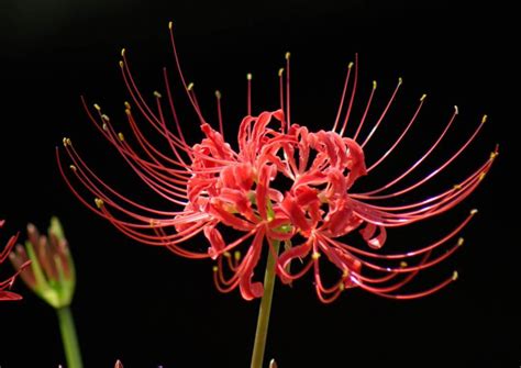 What Is The Japanese Death Flower? | Interesting Facts About The Red Spider Lily - Dear Japanese