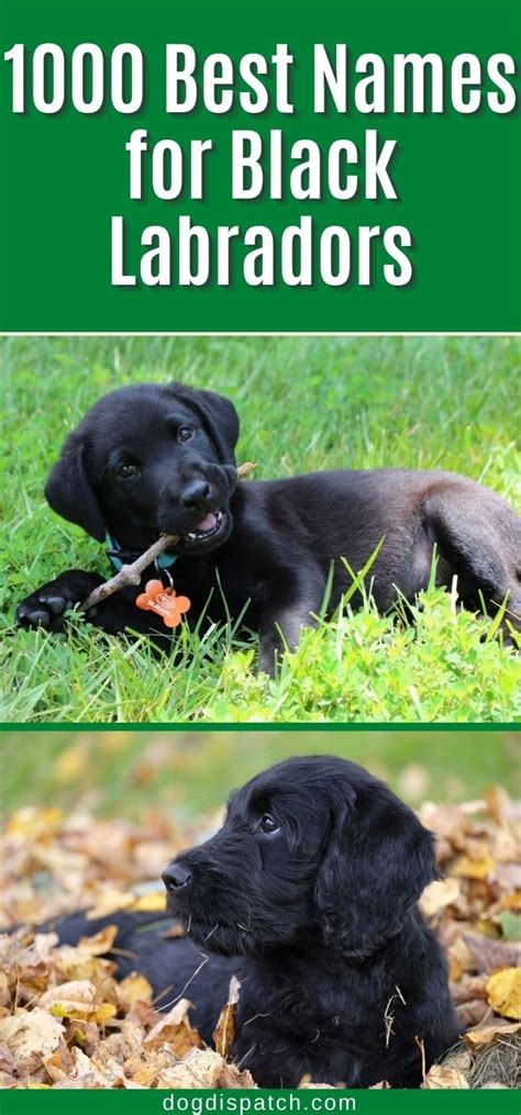 1000 Best Names for Black Labradors (Biggest Online Resource) - Dog Dispatch