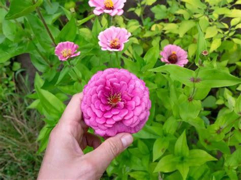 Zinnias: Are They Annual or Perennial? | Know What Treating Zinnias as ...