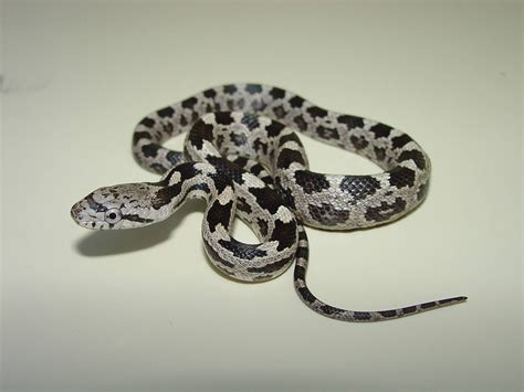 Newborn Timber Rattlesnake