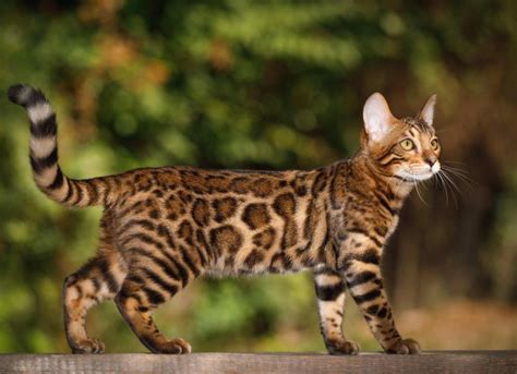 Bengal Cat Breed Health and Care | PetMD