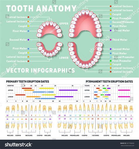 Human Teeth Anatomy