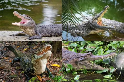 Alligator Vs Crocodile Vs Caiman Vs Gharial [UPDATED]