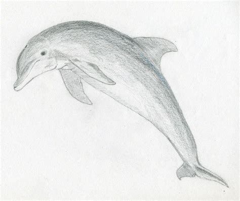 How To Draw A Dolphin