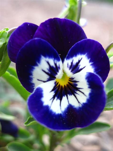 Pansy … | Pansies flowers, Amazing flowers, Pretty flowers