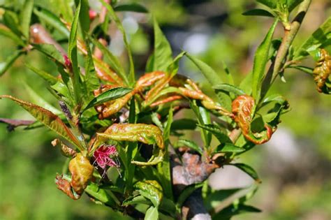 Peach Tree Fungus » Tips for Identifying & Control