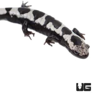 Marbled Salamanders For Sale - Underground Reptiles