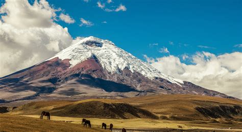 Cotopaxi volcano and wild horses - Flying and Travel