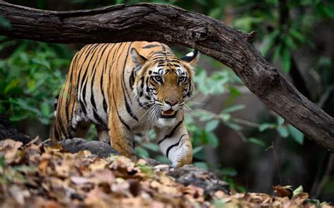 Tigers Photography - Tiger Images from Wildlife Parks in India