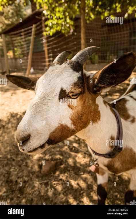 Alpine dairy goat in Leavenworth, Washington, USA Stock Photo - Alamy