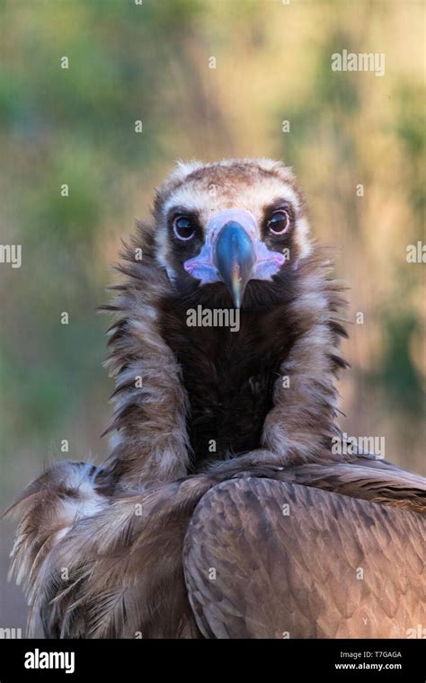 Eurasian Black Vulture in Spain Stock Photo - Alamy