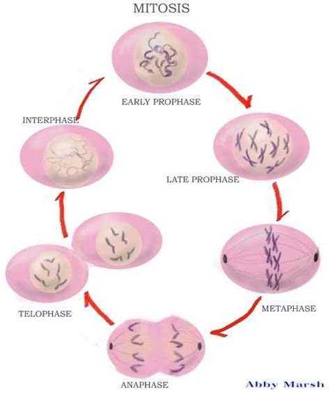 Cell Cycles: Interphase, Mitosis, Cytokinesis - SchoolWorkHelper