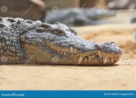 Crocodile Sharp Teeth. Two Crocodiles In An Aviary Stock Photo | CartoonDealer.com #179311266