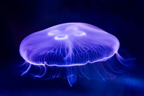 Moon Jellyfish Facts - CRITTERFACTS