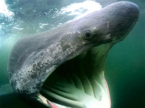 Basking Shark Facts | Basking Shark Habitat & Diet