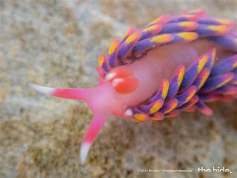 Rainbow sea slug found in a rock pool! - The Rock Pool Project