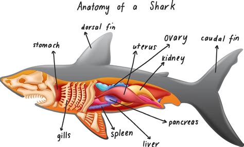 Shark Skeleton Diagram