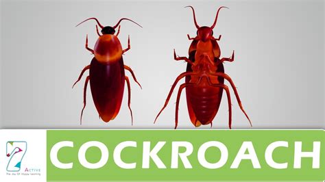 Cockroach Sound Effect Free Download - Videohive , After Effects,Pro ...