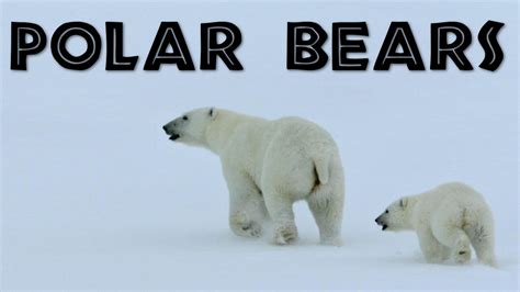 Printable Polar Bear Facts