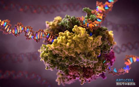 我国科学家在真核生物RNA聚合酶转录调控机制领域取得新进展_Pol