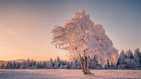 trees, Winter, Snow, Landscape, Mountain, Germany Wallpapers HD / Desktop and Mobile Backgrounds